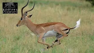 Impala Antelope: The Graceful Gazelle of Africa