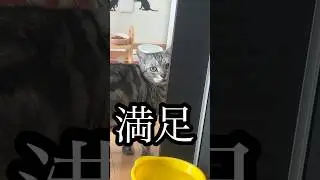 満足 ねこ cat 水飲み アメショ たろう