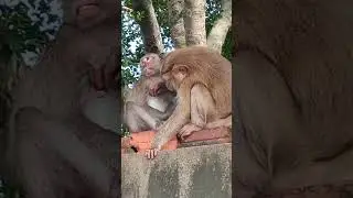 monkeys sweet heart ❤️