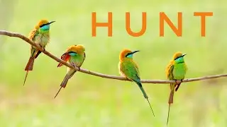 Family of Green Bee Eater on Hunt | Birds Relaxing Video for Cats to Watch