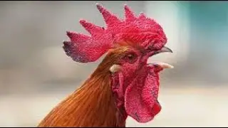 Gallo Chicken Rooster Remix - Ringtone [With Free Download Link]