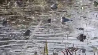 Grodspel, &Aring;kergroda och Vanlig groda, R&auml;ften 2015 04 06