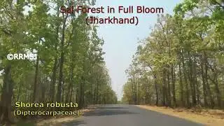 Depleting Sal Forest of Jharkhand in Full Bloom - Shorea robusta (Fam. Dipterocarpaceae)