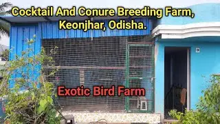 Cocktail And Conure Breeding Farm, Keonjhar, Odisha. Exotic Bird Farm Update. #keonjhar #odisha