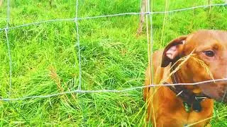 Palets, pasture, party dog 🌧💧 heavy rain, a mission and a Rhodesian Ridgeback in Austria, July 2024