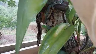  Compartilhando:plantinhas+tratos di&aacute;rios dos animais;(Construindo a ch&aacute;cara do zero).