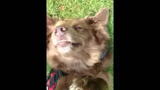 CocoaTheTourDog - Grass Rolling