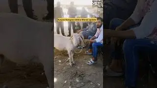 Kalyan Kongaon Bakra Mandi Update|India Ka Sab Se Sasta Goats Market #shorts#shortsfeed#shortsviral