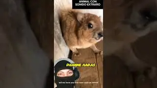 Animal emite un extra&ntilde;o ruido #pet #animal #funny #comedia #shortsq