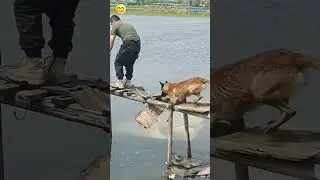 Unexpected Dog Accident 😅 Funny Dogs