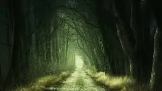 Magical Forest   Drone Aerial View   Royalty Free   Stock Footage   No Copyright Videos 18