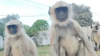 Calm Langur Sitting in Natural Habitat 🐒 | Wildlife Observation Film. #langur #monkey #monkeys 