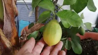trachycarpus 🌴dnes ne dnes citrusy☀️👍