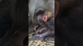 angry 😠 😡 mommy's #monkey #monkeymemes #monkeycartoon #monkeysr #funnymonkey #animals #babymonkey
