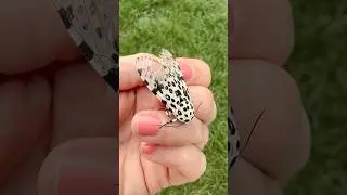 The Leopard Moth 🖤 #shorts #leopardmoth #homestead #appalachiashomesteadwithpatara 🫶🏼