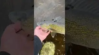 Walleye release #walleye #fishing #spring