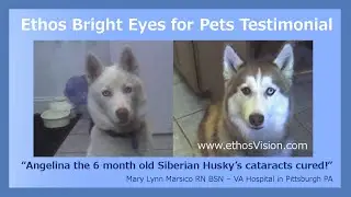 Best Pet Cataract Eye Drops - Husky Cataract Review Video