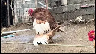 🦃 Right Massage 🦶 Left Massage 🦶 ❤️ Mating + Reward 🎁 (And Next&hellip;) 🔄