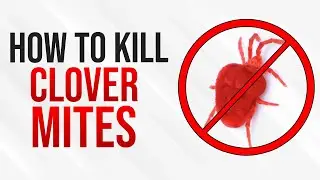 How to Get Rid Of Clover Mites - Tiny Red Bugs infestation