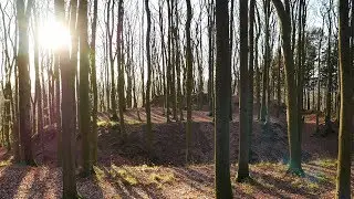 Burg Alt-Sternberg - 32694 D&ouml;rentrup - 02.01.2019