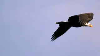 Eagles Fly - Neil Cross, Relaxing Flute Music, Wings of Peace