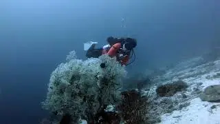 Pre-christmas dive at Nalusuan Marine Sanctuary