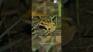 Scientific name of Tree frog