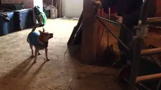Fun Cleaning Barn with Rowdy!