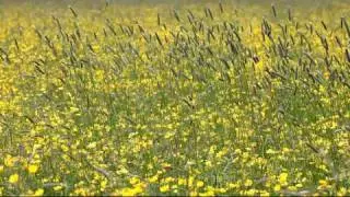 Alopecurus in Ranunculus meadow
