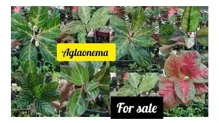 Aglaonema plants for sale 🍁8281723614#online 