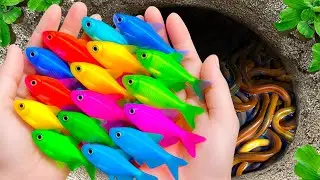 Catch Colorful Tropical Fish in Small Pond, Grass Guppy, Discus, Puffer Fish, Glass Fish, Sailfish