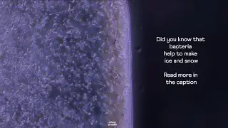 Bacteria help to make snow and ice.
