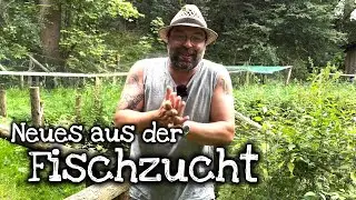 Fischzucht Update 😃 Erntedank und große Neuigkeiten