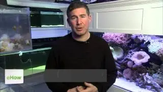 Do I Have to Feed Torch Coral? : Aquarium Help
