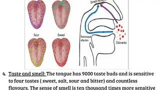 14 Amazing facts about the body