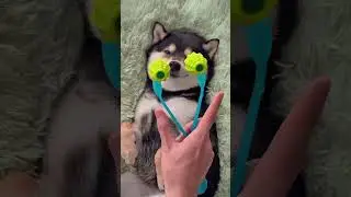 ASMR Spa #dogsoftiktok #cute #asmr #dogspa #shibainu #littledog #makeup #youtubeshorts #doglove 🐕💄✨️