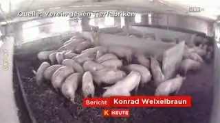 Schock-Bilder aus dem Schweinestall ORF K&auml;rnten heute - 13.07.2017