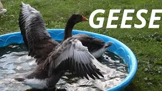 Geese Take Bath in Pool