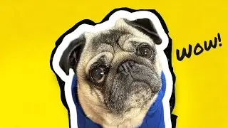 AMAZING Dog Trick! 😮 Pug Dog Pangpang thinks he&rsquo;s a Cat!