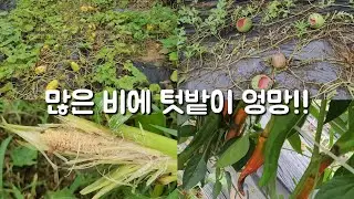 비가 많이 와서 밭이 엉망이네요 이 와중에 새들이 살판 났어요