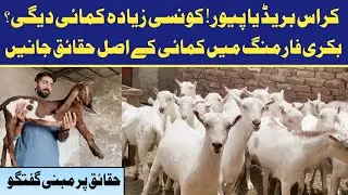 Pure Breed vs Cross Breed Goats ! 💥 | @rykbeetalgoatfarm