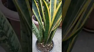 Snake Plant: the plant with more oxygen - Sansevieria trifasciata #gardening #shorts