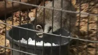Mill Mountain Zoo animals staying cool