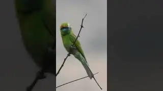 Asian Green Bee Eater captured in Thano, Dehradun #birdphotography #birdwatching #birding #shorts
