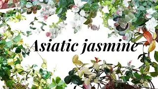 Asiatic Jasmine update, Propagation and Care tips HD1080p