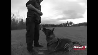 How to safely play with your dog in a controlled situation.