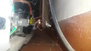 Aranha imobilizando mosca na teia