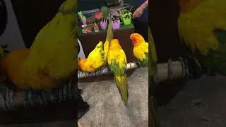 Birds at Bangkok Night Market @bangkok 2021 #Bangkok #Thailand