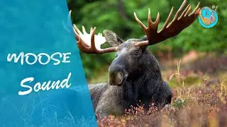 Moose animal sound effect (sound effects no copyright )