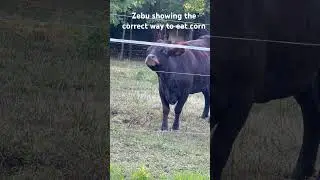 Our cow Zebu showing the correct way to eat corn. #cow #corn #farm #mood #sweet #life #animals